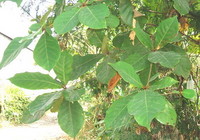 Indian Almond Leaves