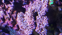 Hammer coral