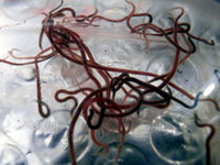Live Californian Blackworm Cultures (Lumbriculus variegatus) - FREE P&P