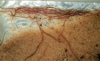 Live Californian Blackworm Cultures (Lumbriculus variegatus) - FREE P&P