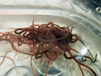 Live Californian Blackworm Cultures (Lumbriculus variegatus) - FREE P&P