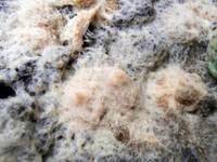 Grindal Worm Starter Culture - FREE P&P