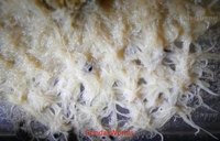 Grindal Worm Starter Culture - FREE P&P