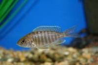 Malawi PEACOCKS CICHLIDS £3