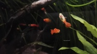 Red blond guppies / guppy fish 3 months old