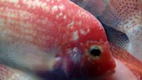 OneStopTropicals ~ Finest Quality Cichlids ~ Flowerhorns ~ Red Texas ~ Americans ~