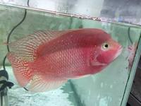 OneStopTropicals ~ Finest Quality Cichlids ~ Flowerhorns ~ Red Texas ~ Americans ~