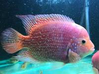 OneStopTropicals ~ Finest Quality Cichlids ~ Flowerhorns ~ Red Texas ~ Americans ~