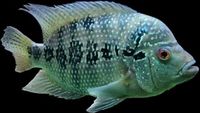 OneStopTropicals ~ Finest Quality Cichlids ~ Flowerhorns ~ Red Texas ~ Americans ~