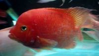 OneStopTropicals ~ Finest Quality Cichlids ~ Flowerhorns ~ Red Texas ~ Americans ~