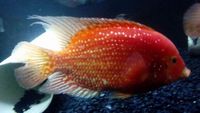 OneStopTropicals ~ Finest Quality Cichlids ~ Flowerhorns ~ Red Texas ~ Americans ~