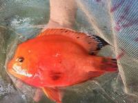 OneStopTropicals ~ Finest Quality Cichlids ~ Flowerhorns ~ Red Texas ~ Americans ~