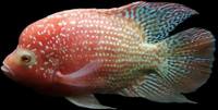 OneStopTropicals ~ Finest Quality Cichlids ~ Flowerhorns ~ Red Texas ~ Americans ~