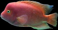 OneStopTropicals ~ Finest Quality Cichlids ~ Flowerhorns ~ Red Texas ~ Americans ~