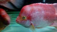 OneStopTropicals ~ Finest Quality Cichlids ~ Flowerhorns ~ Red Texas ~ Americans ~