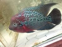 OneStopTropicals ~ Finest Quality Cichlids ~ Flowerhorns ~ Red Texas ~ Americans ~