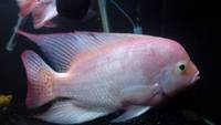 OneStopTropicals ~ Finest Quality Cichlids ~ Flowerhorns ~ Red Texas ~ Americans ~