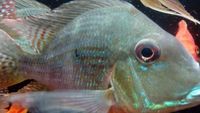 OneStopTropicals ~ Finest Quality Cichlids ~ Flowerhorns ~ Red Texas ~ Americans ~