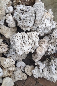 Top quality reef bones- plate- branch- £2.50 per kg 