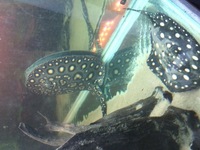 2 pair of stingray swap for a large stable tiger Datnoid
