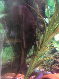 Featherfin Squeaker & Common Pleco free to a good home