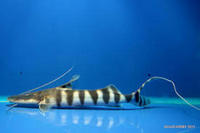 Tigrinus catfish