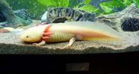 Axolotl For Sale We Deliver Golds Browns And Albinos Available