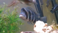 Big Frontosa Blue Tanganyikan Cichlid