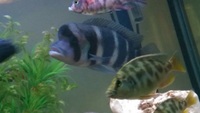 Big Frontosa Blue Tanganyikan Cichlid