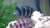 Big Frontosa Blue Tanganyikan Cichlid