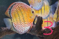 High Quality WILD Discus for sale