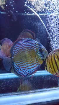 High Quality WILD Discus for sale