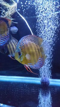 High Quality WILD Discus for sale