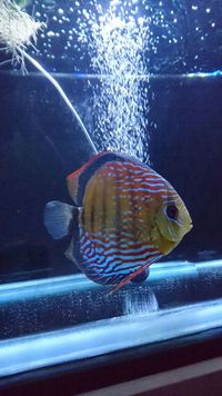 High Quality WILD Discus for sale