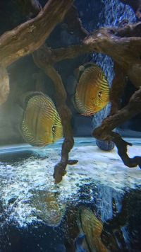 High Quality WILD Discus for sale