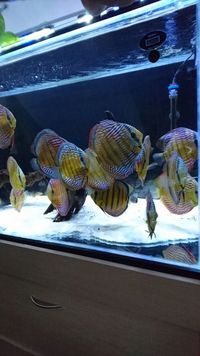 High Quality WILD Discus for sale