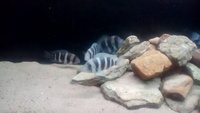 Frontosa cichilds