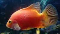 Red Rose Queen Cichlids | 5-7 Inch | Free UK Delivery