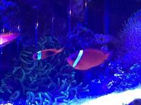 Marine Tomato clown pair £30