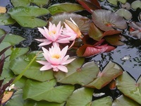 PINK LILY FOR GARDEN PONDS