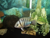 JADE EYE CICHLIDS (Cryptoheros spiliru)