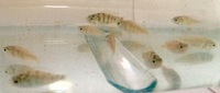 6x SP44 juvs £15 young fish cichlid lake Victoria Haplochromis red tail haps juveniles