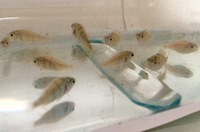 6x SP44 juvs £15 young fish cichlid lake Victoria Haplochromis red tail haps juveniles