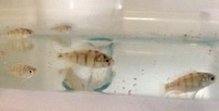 6x SP44 juvs £15 young fish cichlid lake Victoria Haplochromis red tail haps juveniles