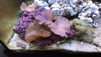 Various sized Marine Cabbage Coral frags/corals