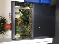 Aquarium and Fish for Sales COLLECTION ONLY