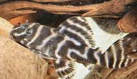 Hypancistrus zebra (more available) for sale