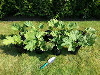 Gunnera Maniciata - Giant/Chilean Rhubarb pots, £12.99 - £24.99 each