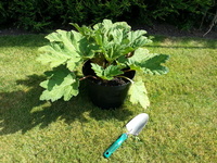 Gunnera Maniciata - Giant/Chilean Rhubarb pots, £12.99 - £24.99 each