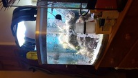 Live rock, SPS Corals, Inverts, Clam, in River reef 94 reduced £80